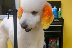 veterinaria y peluquería canina VET GROOMING